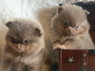 Pomeranian dogs Kc registered lilac tan poms x - Advert 3