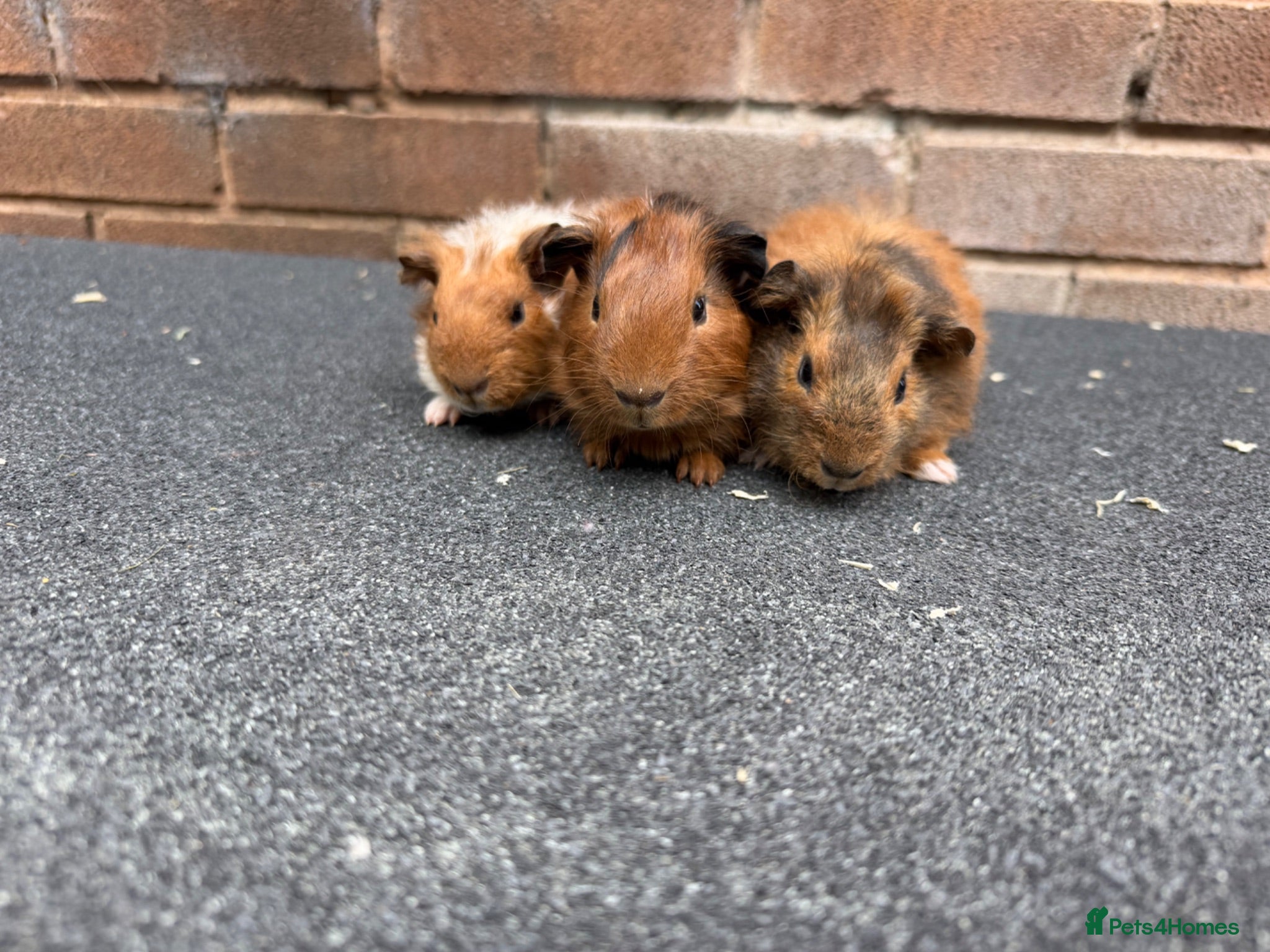Guinea Pig rodents Gorgeous Baby Male Guinea Pgs  - Advert 6