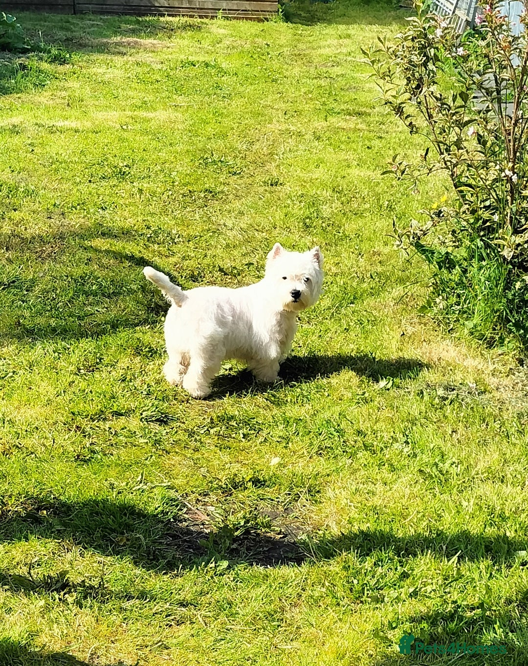 West Highland Terrier dogs for stud: * stud only* KC Stunning west highland terrier in Swansea - Advert 10
