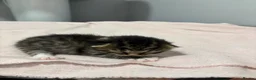 Domestic Shorthair cats for sale: 3 kittens for sale, 3 weeks old sex not confirmed  - Advert 4
