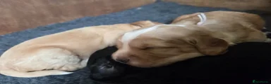 Cockapoo Puppy 4