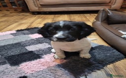 English Springer Spaniel dogs for sale: English springer spaniel pups  - Advert 24