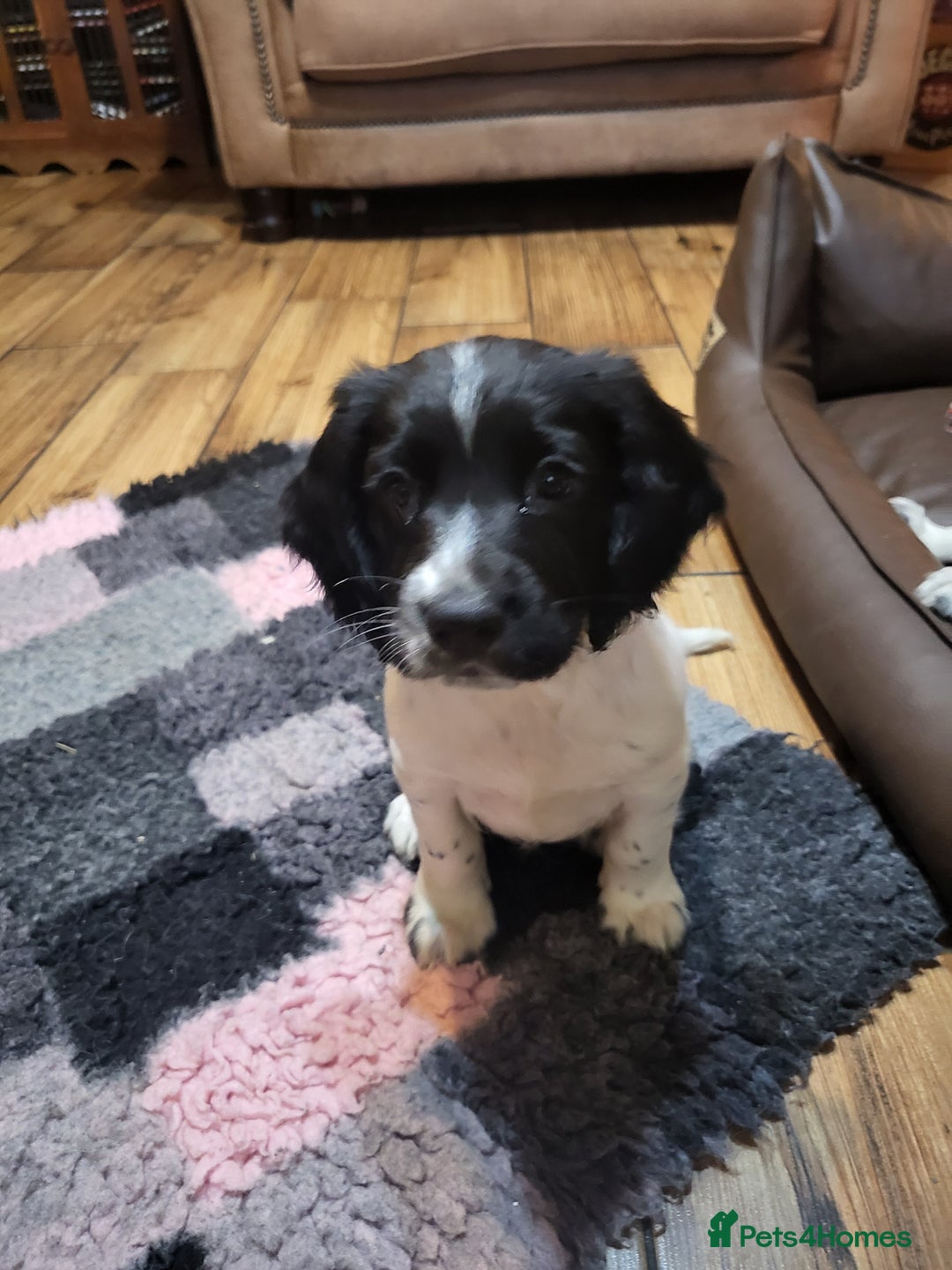English Springer Spaniel dogs for sale: English springer spaniel pups  - Advert 24