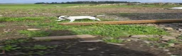 Jack Russell dogs for sale: Lovely Jack russell puppies - Advert 11