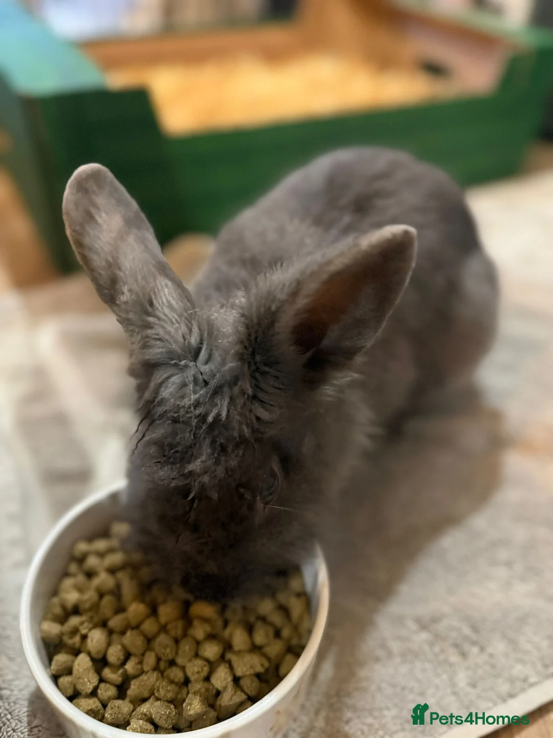 Mixed Breed rabbits for sale: Beautiful Blue Grey Rabbit Buck in Darwen - Advert 3