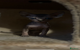 Sphynx cats for sale: Male sphynx kitten the last of his litter  - Image 5