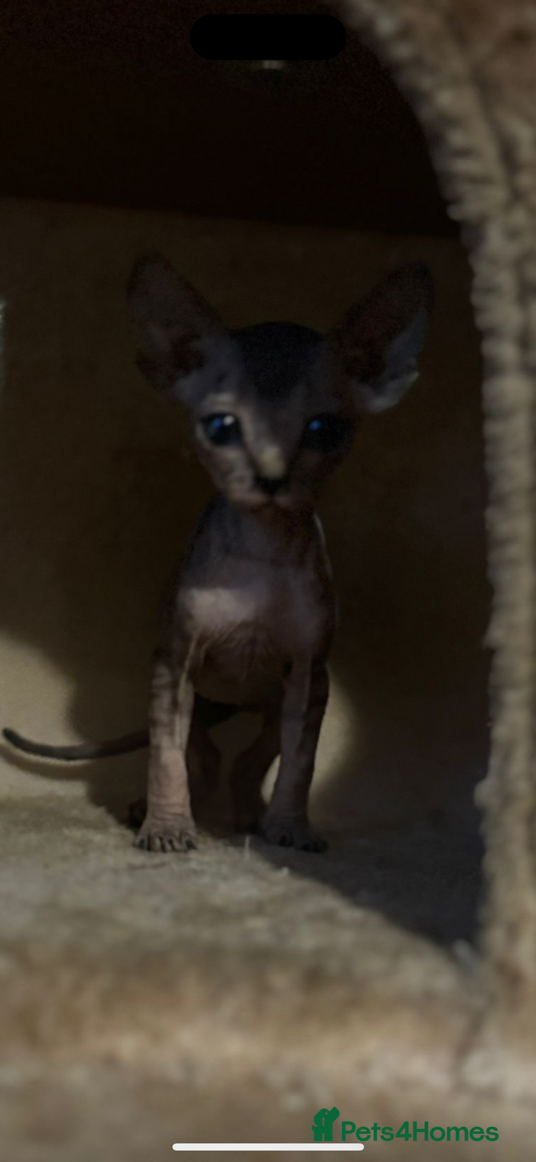 Sphynx cats for sale: Male sphynx kitten the last of his litter  - Image 5