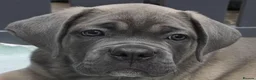 Cane Corso dogs for sale: Excellent Bloodline Cane Corso Puppies for Sale - Advert 15