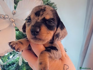 Miniature Dachshund dogs 3 LEFT ⭐️KC Health Tested Miniature Dachshund ⭐️ - Advert 5