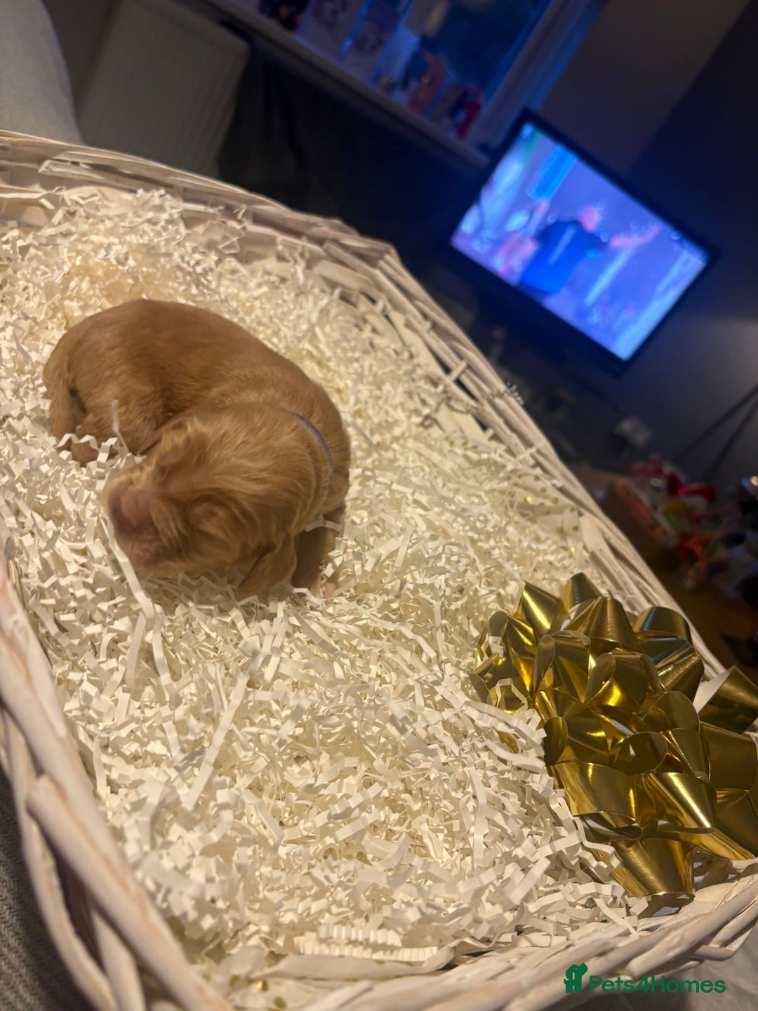 Cocker Spaniel dogs for sale: stunning cocker spaniel pups ready soon - Advert 11