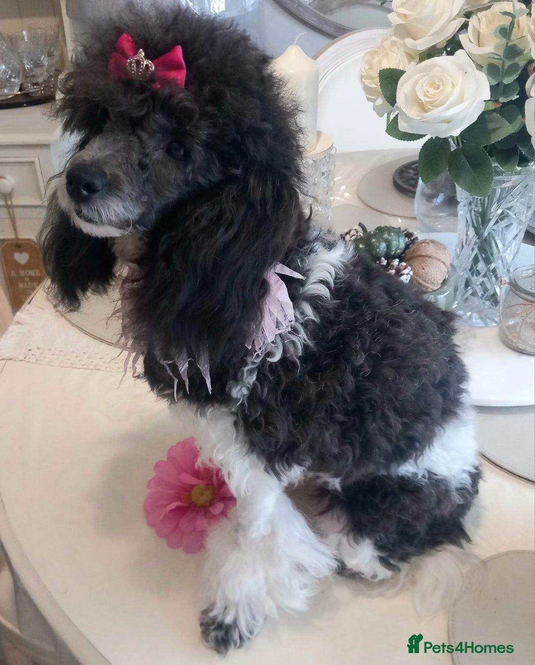 Toy Poodle dogs for sale: **1 PARTI BOY AVAILABLE**READY 21st DECEMBER** - Advert 5