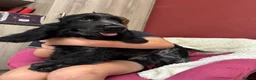 Cocker Spaniel dogs for sale: Extensively Health tested Parents & UNIQUE colours - Advert 6
