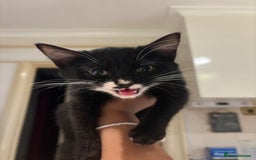 American Shorthair cats for sale: Two kittens for sale - Image 1