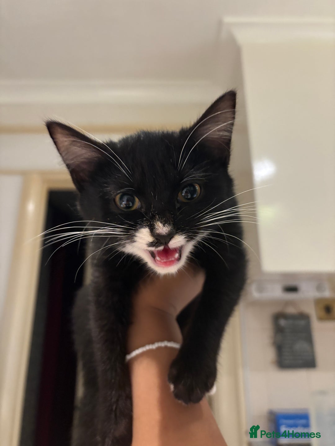 American Shorthair cats for sale: Two kittens for sale - Image 1