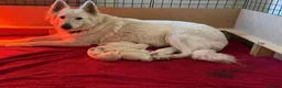 German Shepherd dogs for sale: Stunning White KC Long Haired GSD pups ready 18/12 - Advert 12