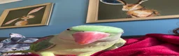 Parrots birds for sale: Alexandrine psrrot includes large cage in Doncaster - Advert 5