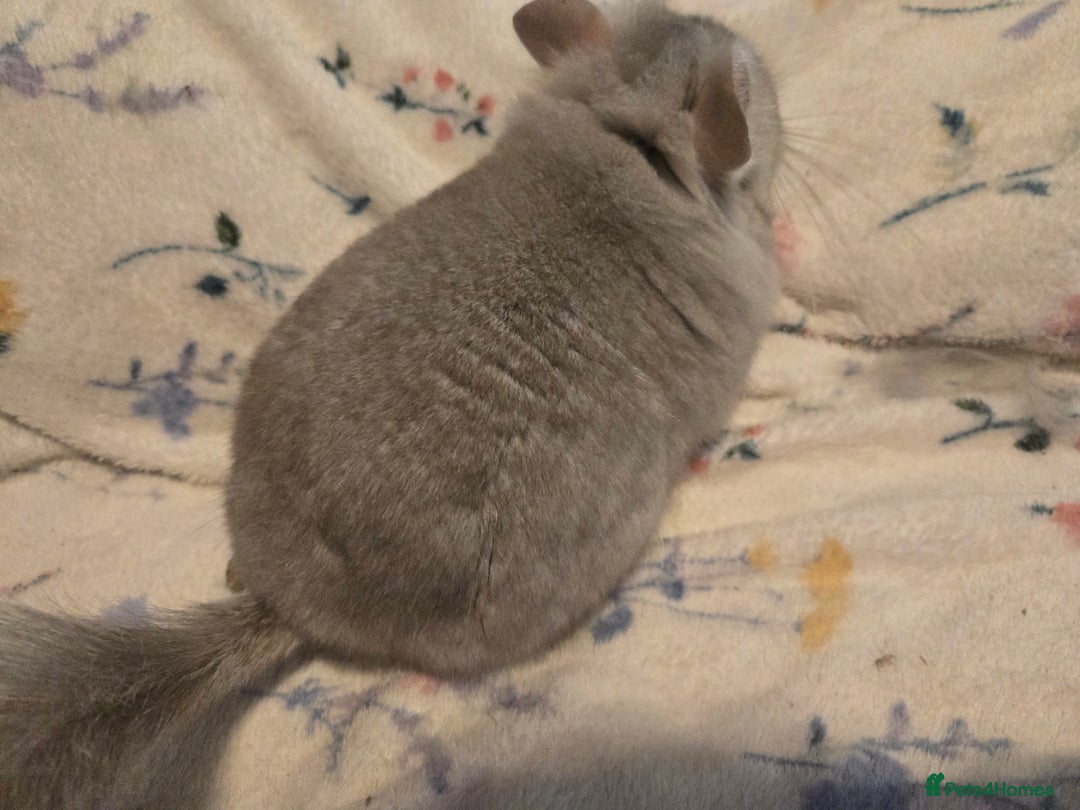 Chinchilla rodents for sale: Gorgeous Tan Royal Persian Angora Poss VC/BDC - Advert 20