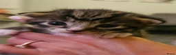 Maine Coon cats for sale: Maine coon mix kittens - Advert 1