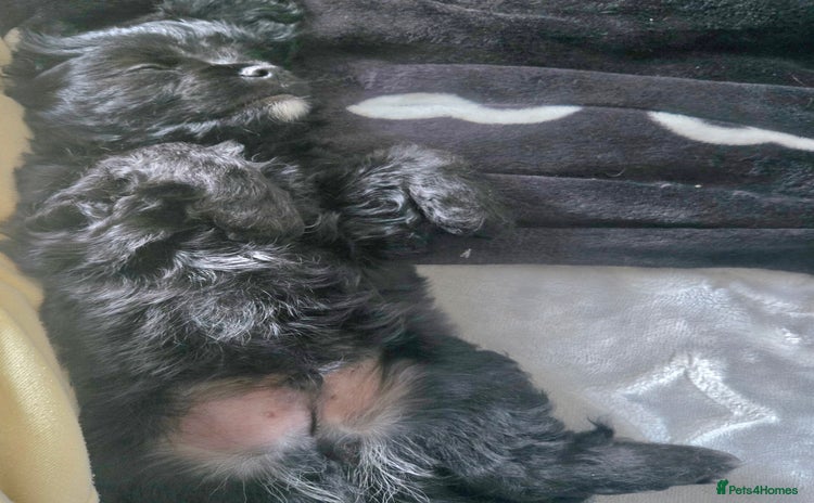 Cavapoo dogs - Advert 1