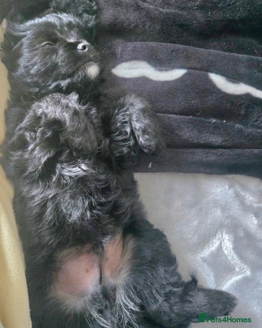 Cavapoo dogs - Advert 7