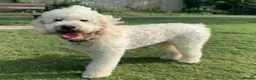Double Doodle dogs for sale: Double Doodle puppies due August 2026 - Advert 3