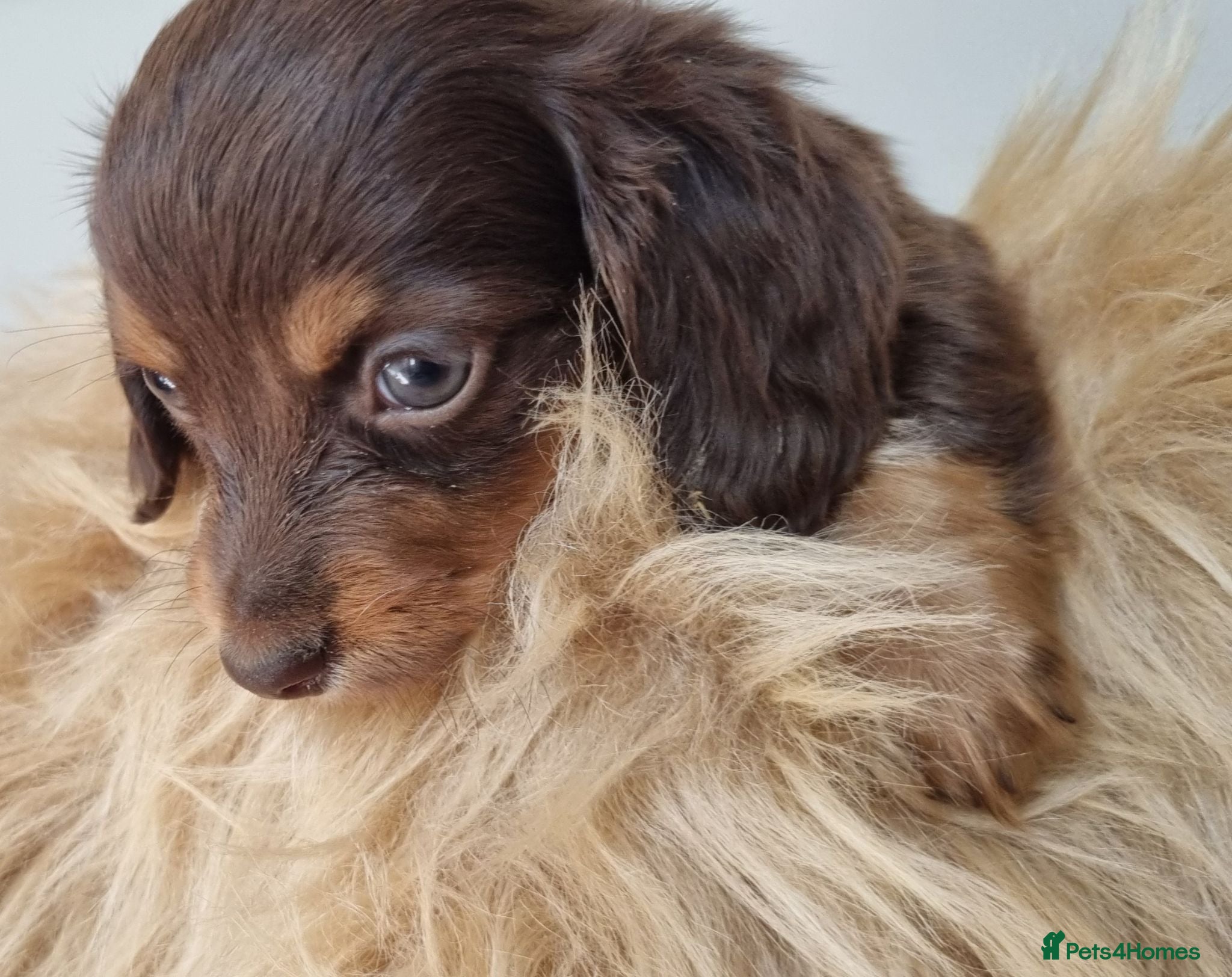 Dachshund dogs Long Haired True Minature kc Dachshund - Advert 13