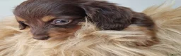 Dachshund dogs for sale: Long Haired True Minature kc Dachshund - Advert 4
