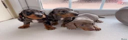 Dachshund dogs for sale: Dachshund  - Advert 3
