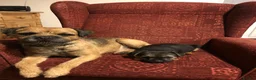 Mixed Breed dogs for sale: BORDER TERRIER X BEDLINGTON TERRIER - Advert 18