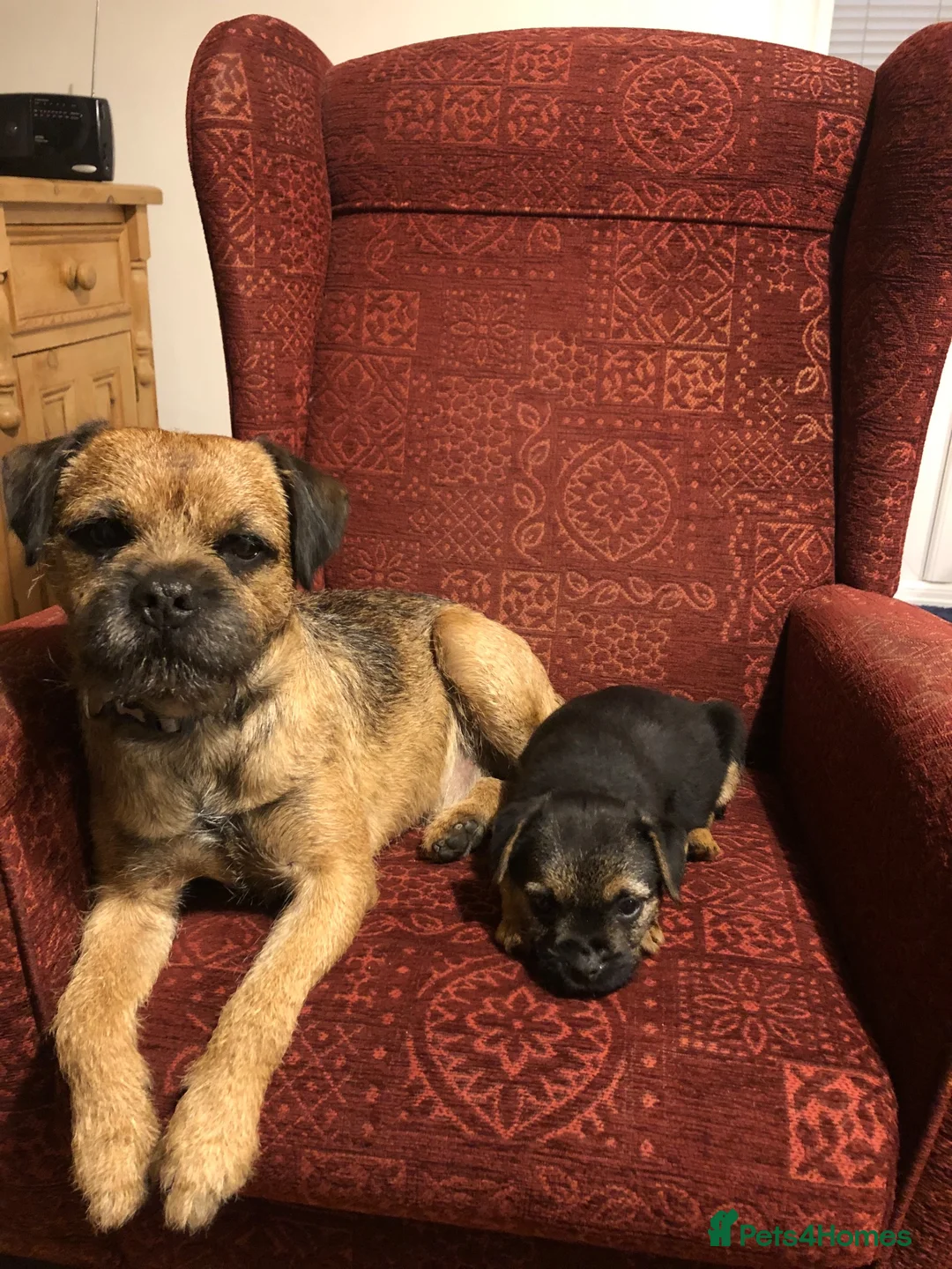 Mixed Breed dogs for sale: BORDER TERRIER X BEDLINGTON TERRIER - Advert 18