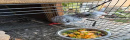 Parrots birds for sale: Breeding pair African greys - Advert 4