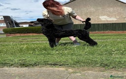 Standard Poodle dogs for sale: Black standard male in Spennymoor - Image 2