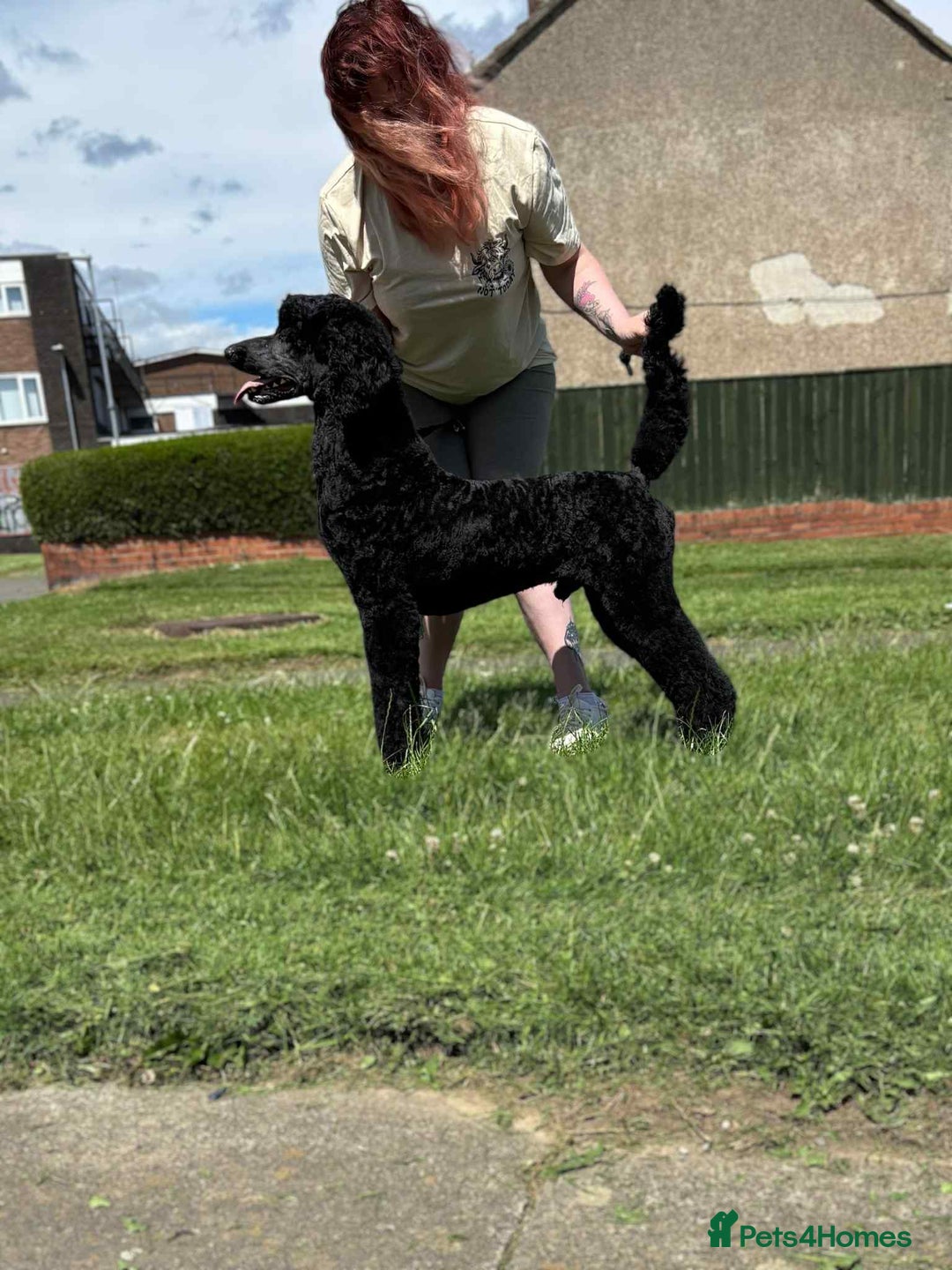 Standard Poodle dogs for sale: Black standard male in Spennymoor - Image 2
