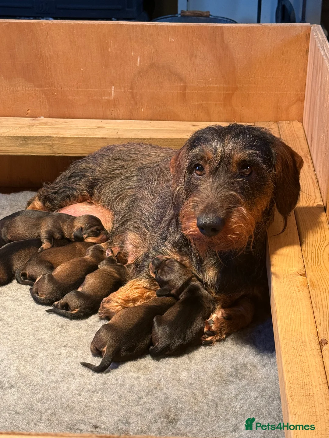 Dachshund dogs for sale: Working bred KC registered teckel puppies - Advert 1