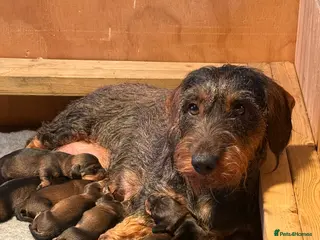Dachshund dogs Working bred KC registered teckel puppies - Advert 1