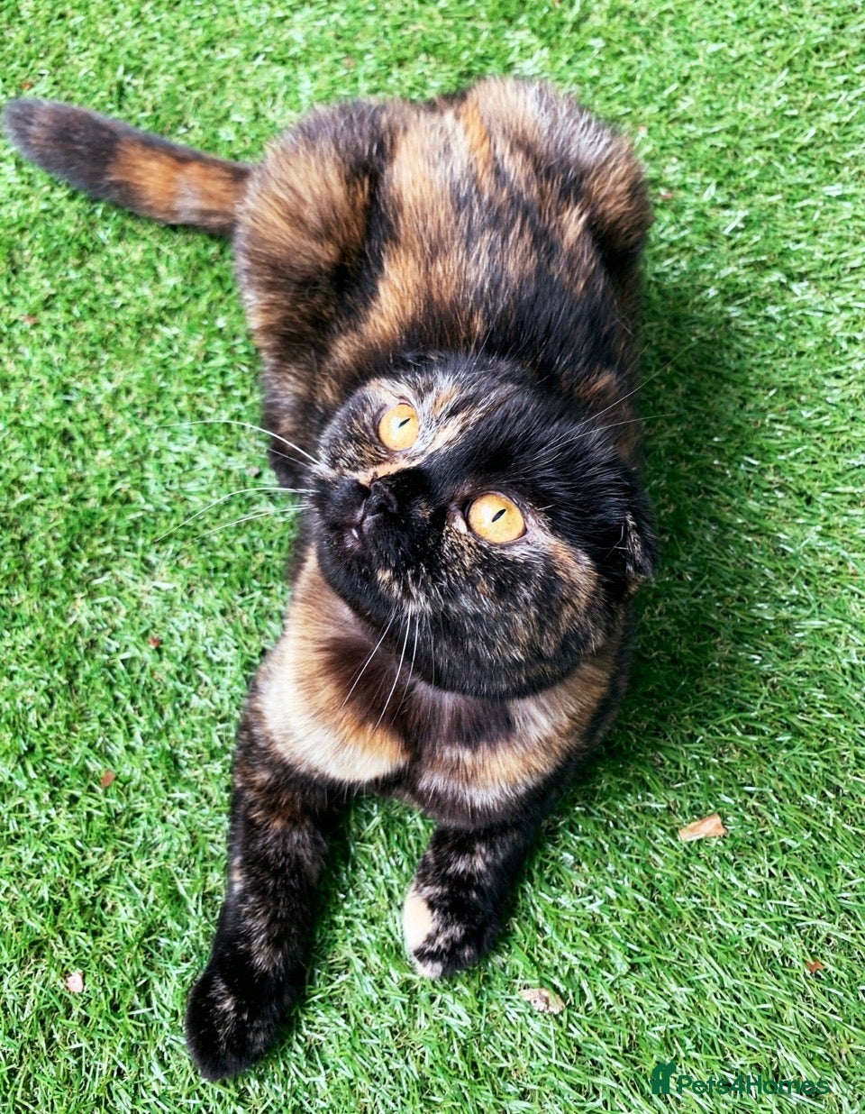 Scottish Fold cats  Meet your future cuddle companion! ✨🐾 - Advert 2