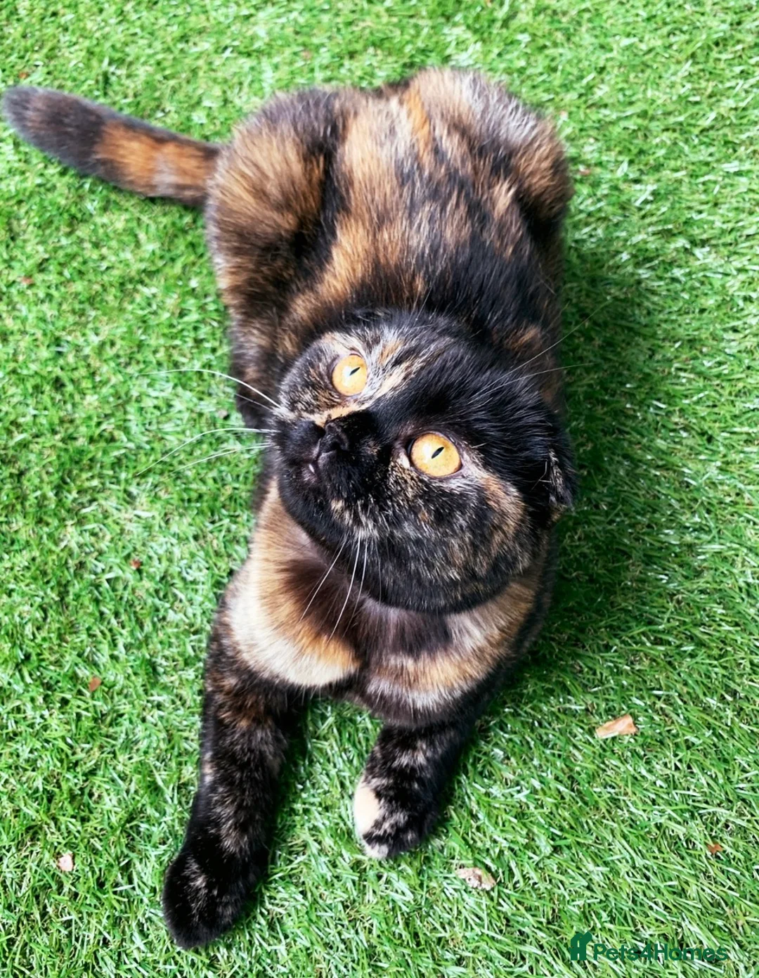 Scottish Fold cats for sale:  Meet your future cuddle companion! ✨🐾 in Reading - Advert 1