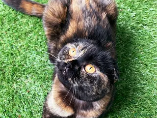 Scottish Fold cats Meet your future cuddle companion! ✨🐾 - Advert 2