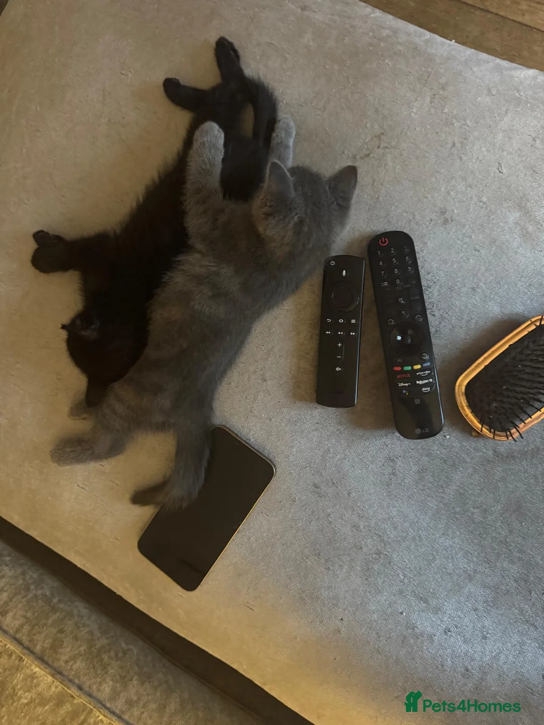 British Shorthair cats for sale: 4 beautiful kittens  - Advert 12