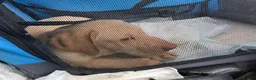 Labrador Retriever dogs for sale: Gorgeous Labrador Puppies, ready for forever homes - Advert 27