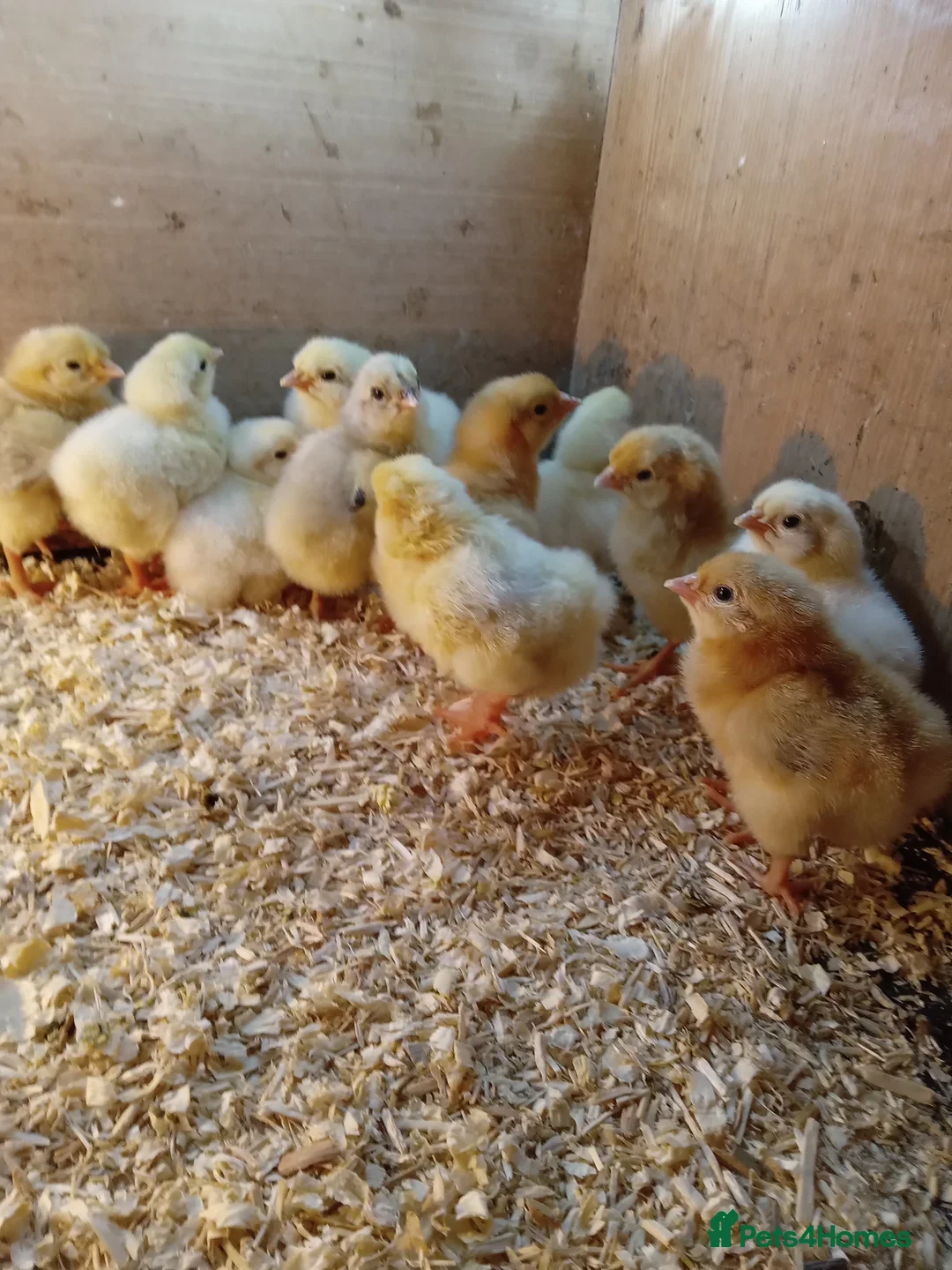 Chickens poultry for sale: Various Chicks *Hatching Continuously* - Advert 1