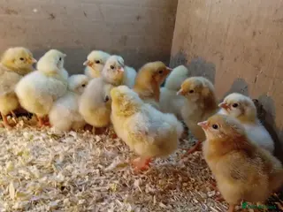 Chickens poultry Various Chicks *Hatching Continuously* - Advert 6