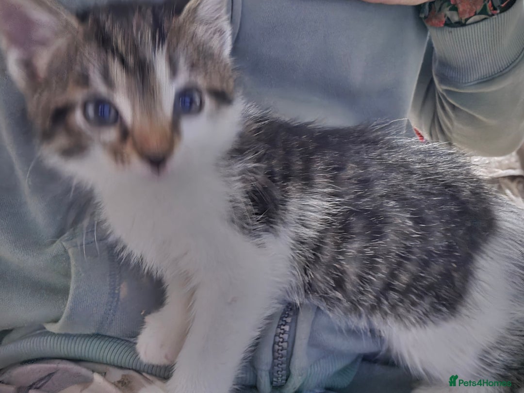 Mixed Breed cats for sale: Friendly playful kittens ready to find thier new  - Image 28