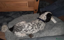 Cockapoo dogs for sale: Cocker spaniel - Image 2