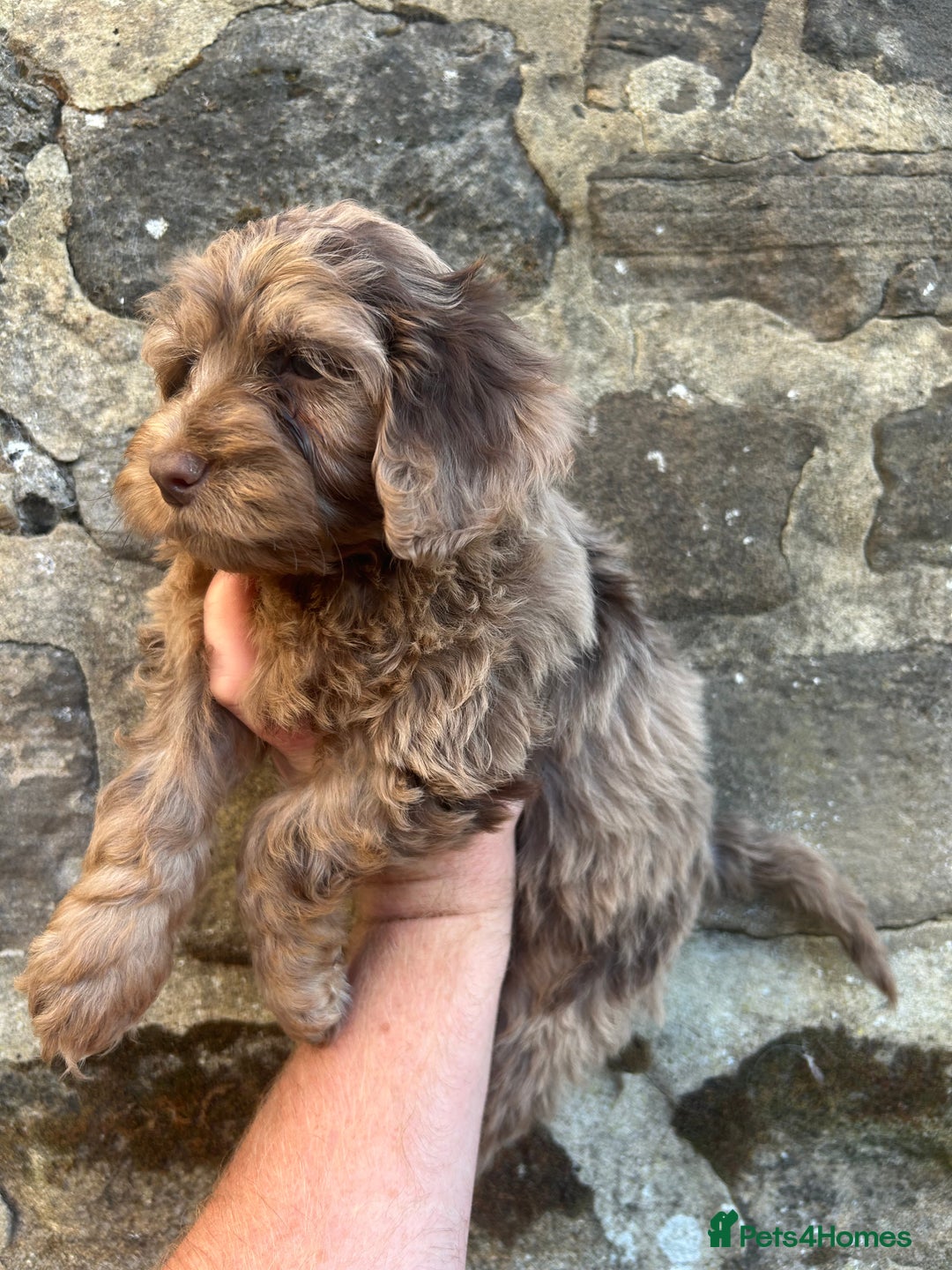 Cockapoo dogs for sale: BEAUTIFULL F1 COCKAPOOS - Image 20