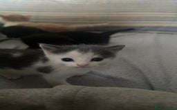 Mixed Breed cats for sale: Adorable kittens looking for their forever home  - Image 5