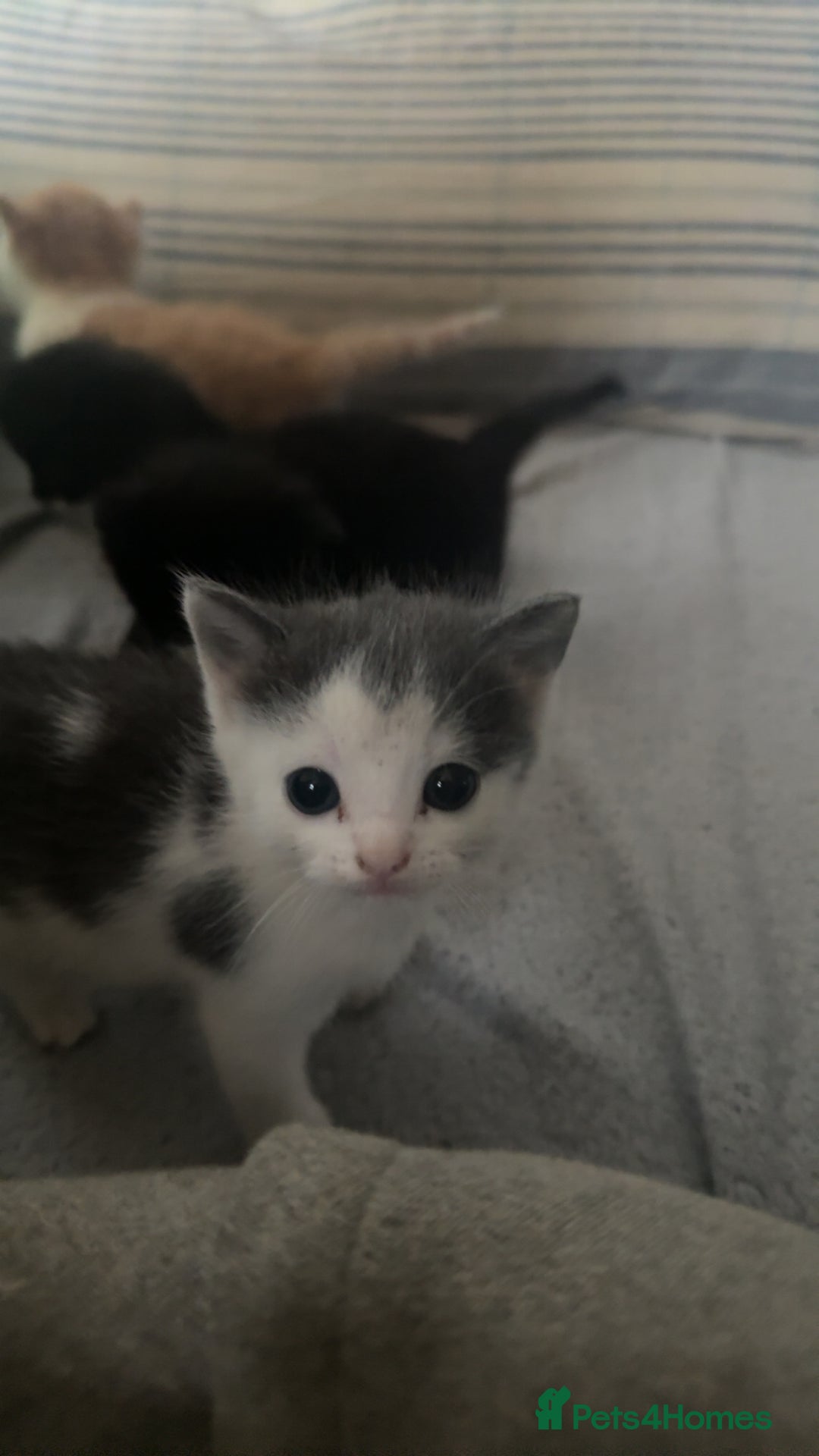 Mixed Breed cats for sale: Adorable kittens looking for their forever home  - Image 5