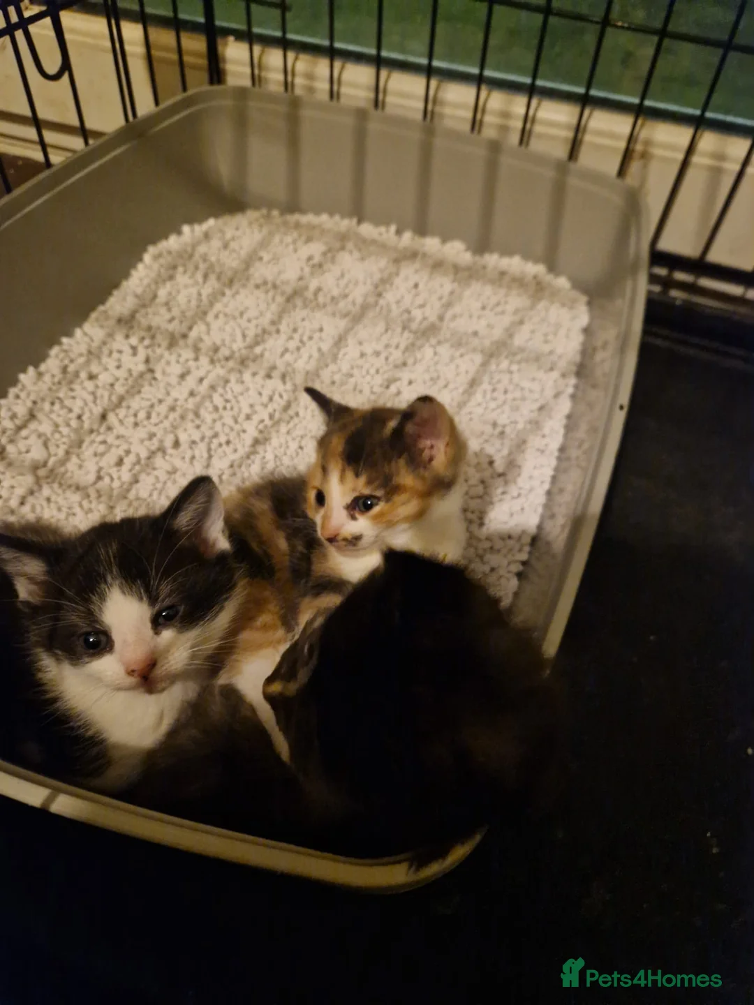 Mixed Breed cats for sale: Kittens - Advert 1