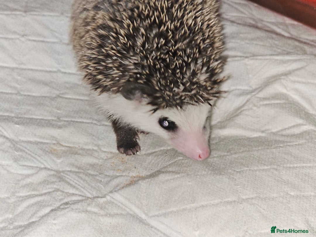 Pygmy Hedgehog rodents for sale: Panda SOLD - Image 1