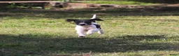Mixed Breed dogs for sale: Beddy whippet second generation in Poulton-le-Fylde - Advert 3